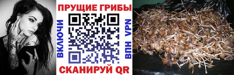 Псилоцибиновые грибы Cubensis Михайловка